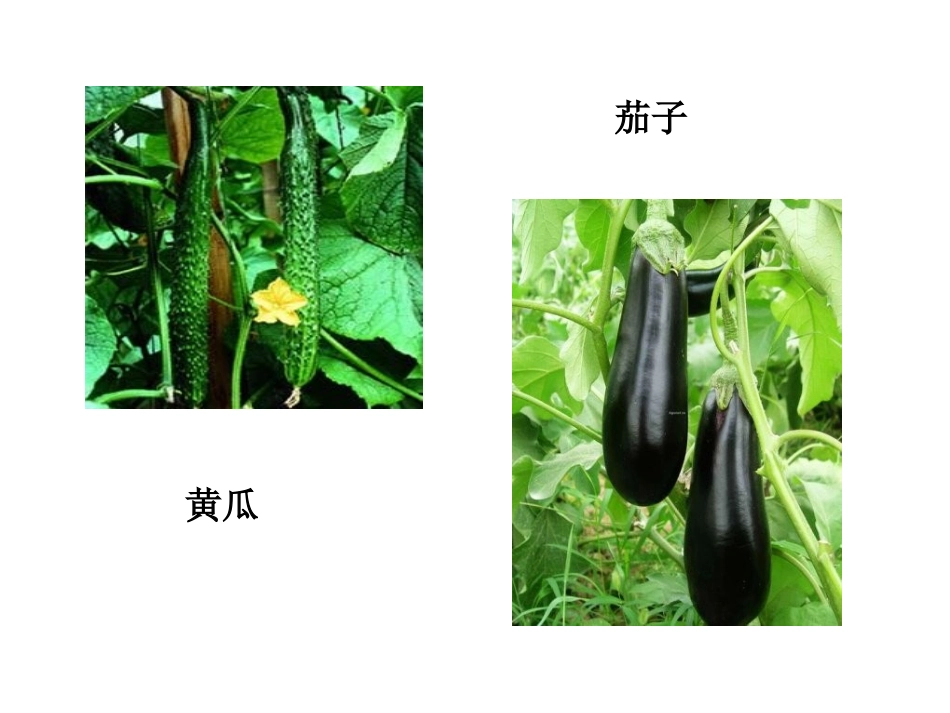人教四下语文28、父亲的菜园(三疑三探)_第3页