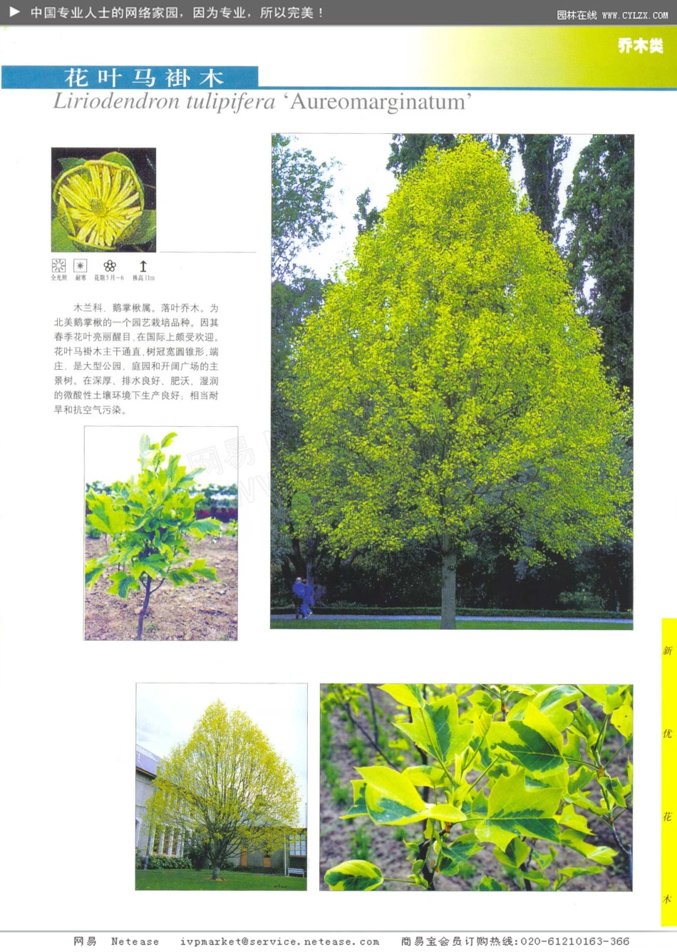 植物推荐-新优花木目录_第3页