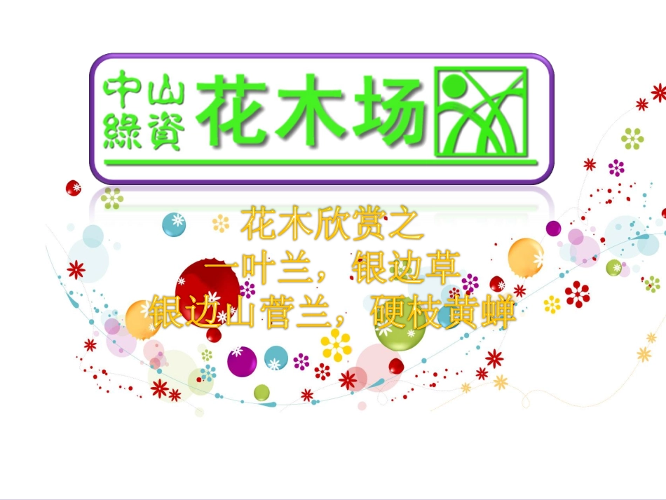 苗木,广东花木,园林绿化,中山花卉之银边草,一叶兰,银边山菅兰,硬枝黄蝉13_第1页