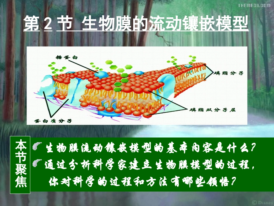 生物膜的流动镶嵌模型(胡版OK)_第1页