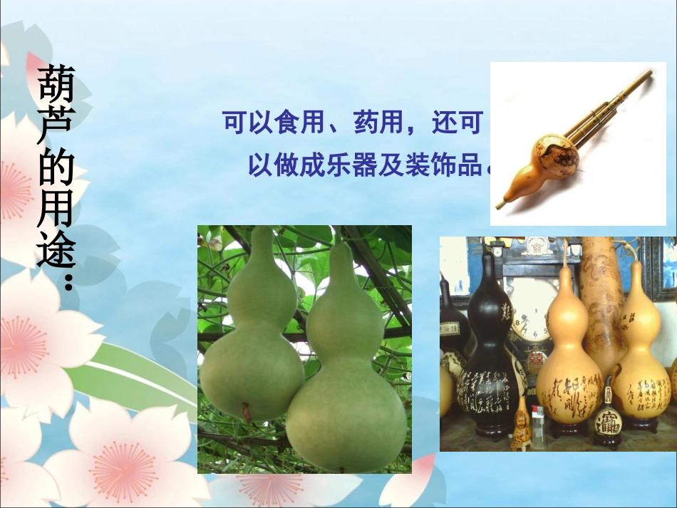 《我要的是葫芦》教学课件_第1页