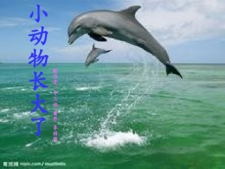 小动物长大了
