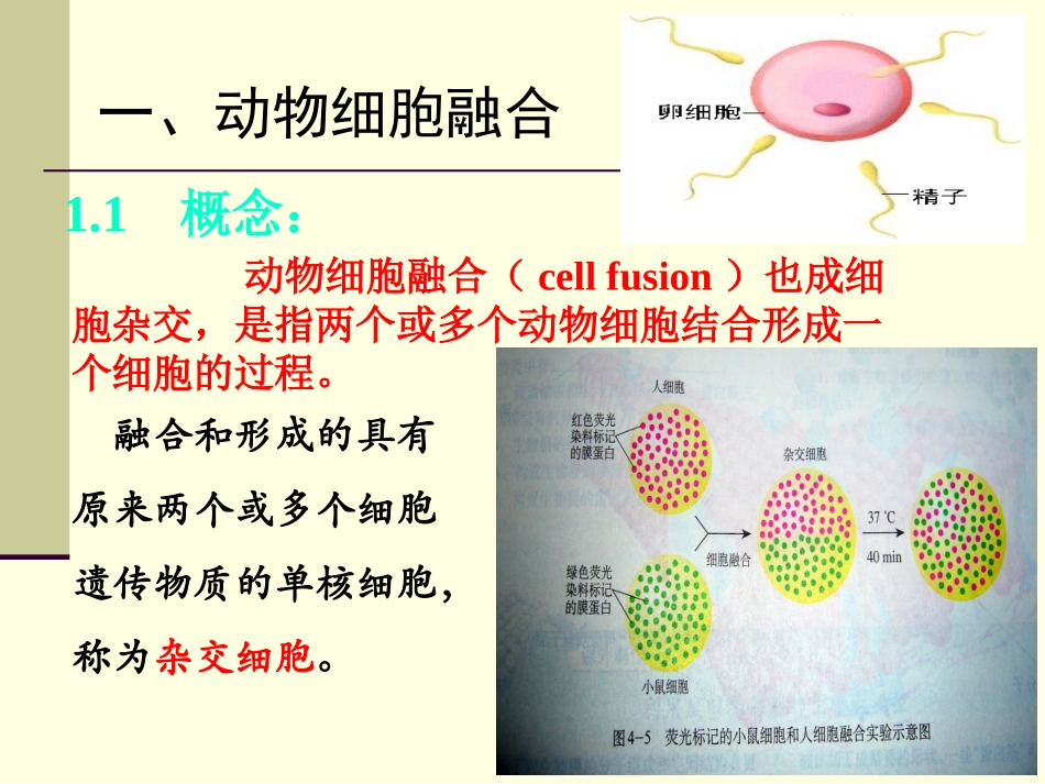 动物细胞融合与单克隆抗体上课_第3页