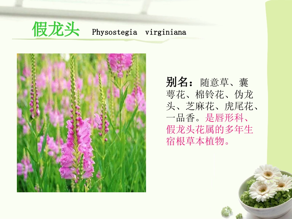宿根植物—假龙头_第2页