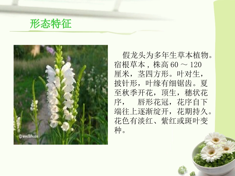 宿根植物—假龙头_第3页