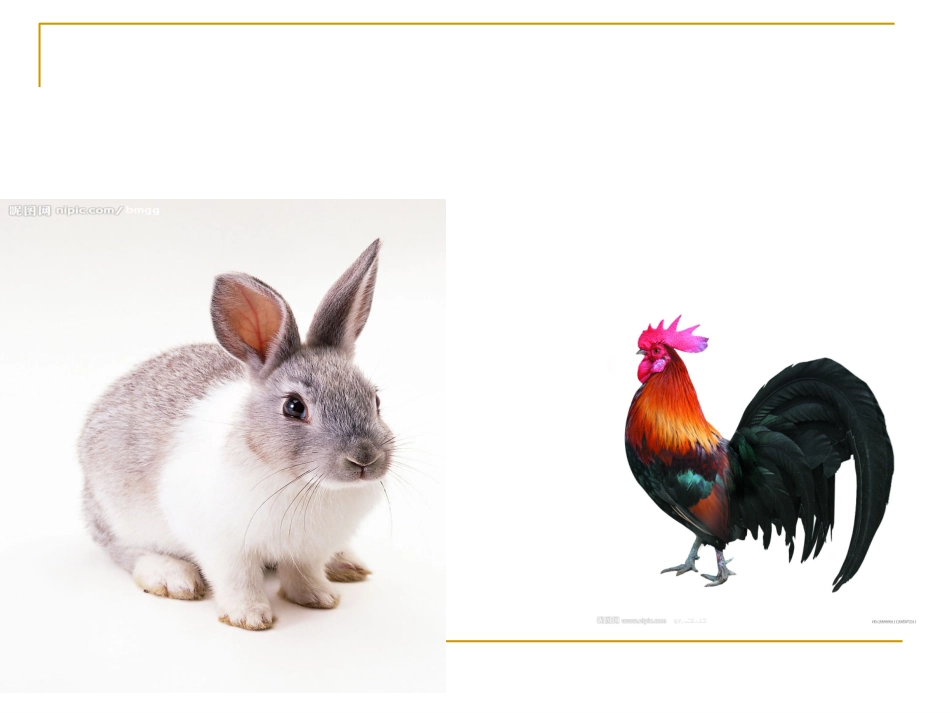 鸡兔同笼问题_第2页