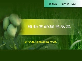 植物茎的输导功能(优质课)