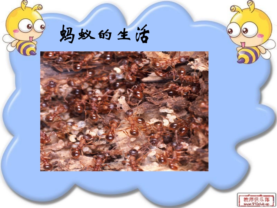 教科版三年级科学上册《蚂蚁》课件_第2页
