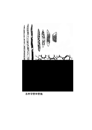 各种导管和管胞