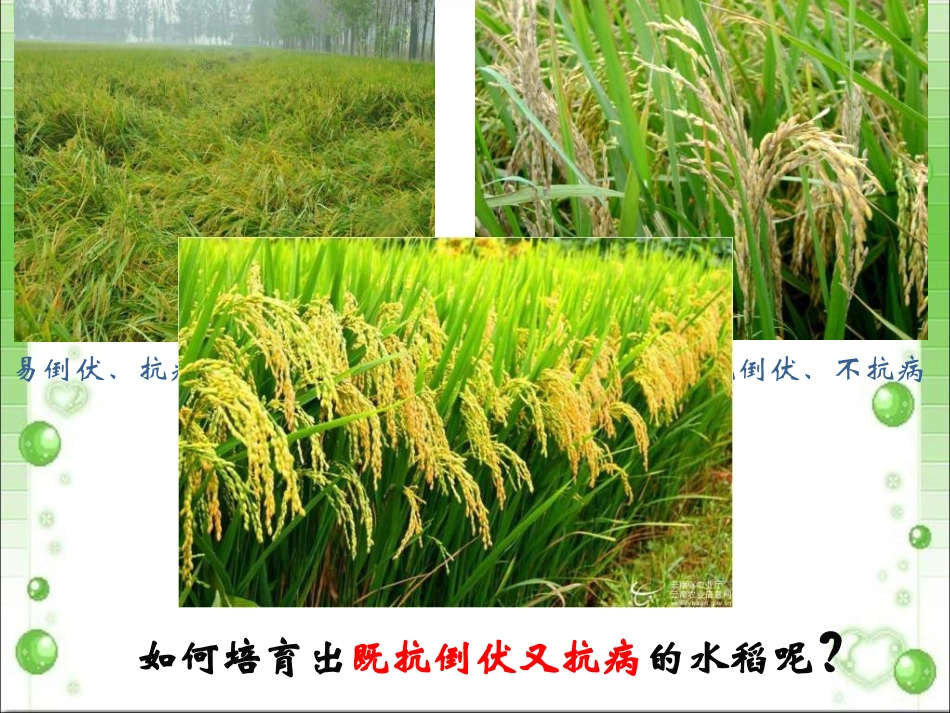 高二生物孟德尔的豌豆杂交实验_第2页