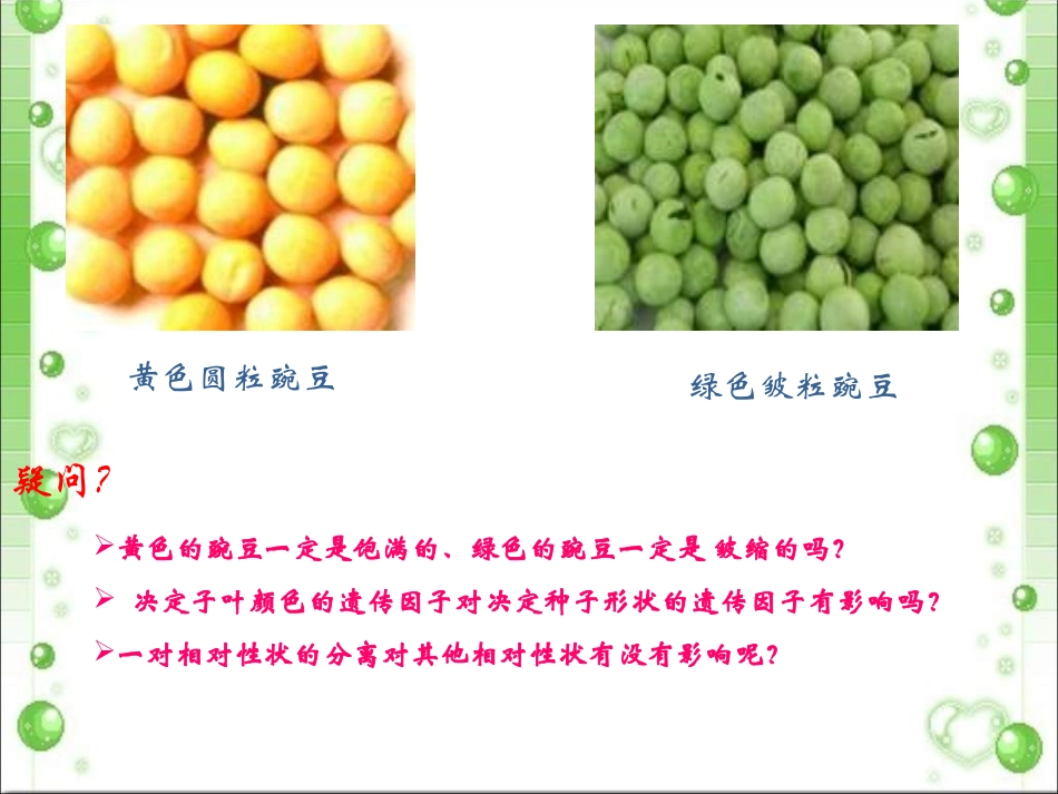 高二生物孟德尔的豌豆杂交实验_第3页