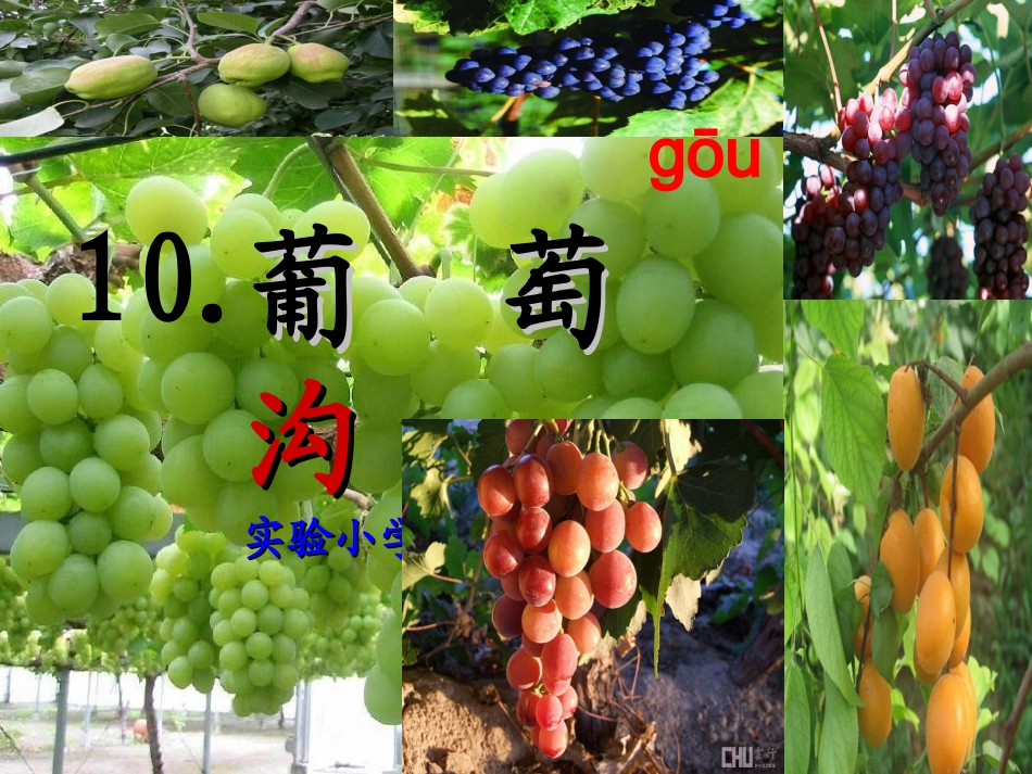 葡萄沟课件张贞英_第1页