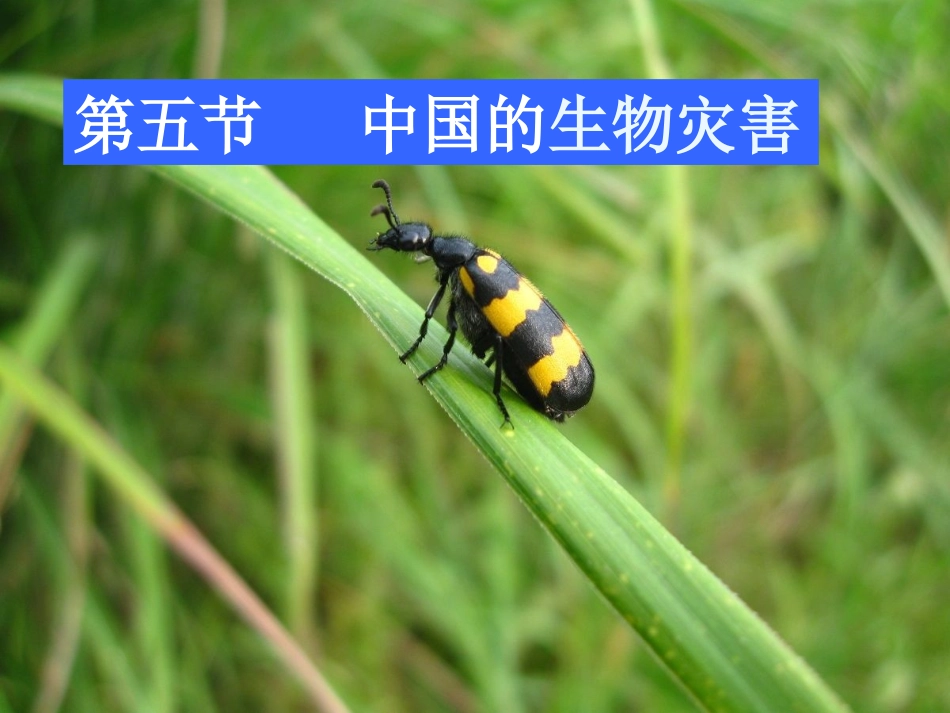 选修五生物灾害综合版_第1页