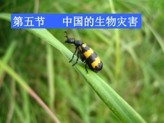 选修五生物灾害综合版