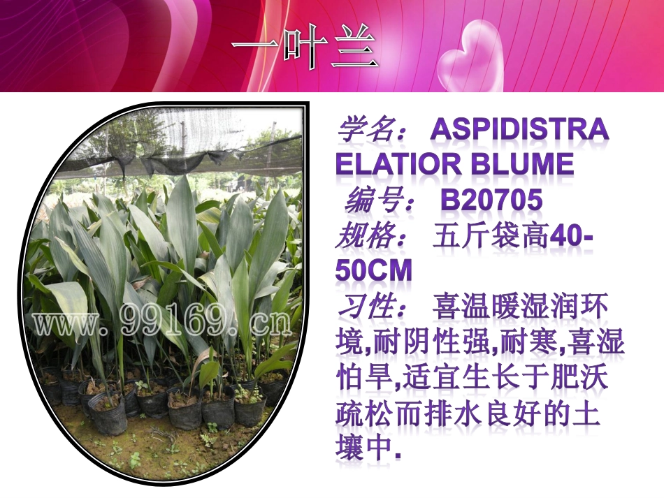 广东花木,园林绿化,中山花卉之一叶兰,银边草,洋金凤,硬枝黄蝉12_第2页