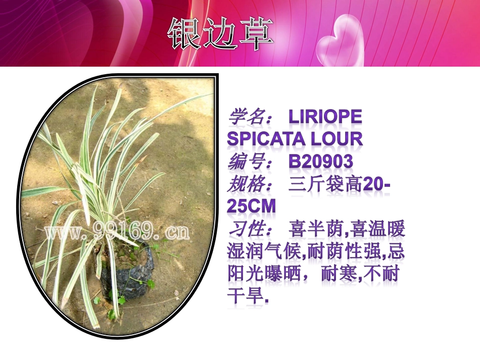 广东花木,园林绿化,中山花卉之一叶兰,银边草,洋金凤,硬枝黄蝉12_第3页