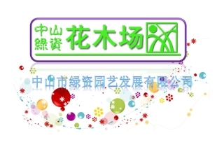 广东花木,园林绿化,中山花卉之一叶兰,银边草,洋金凤,硬枝黄蝉12