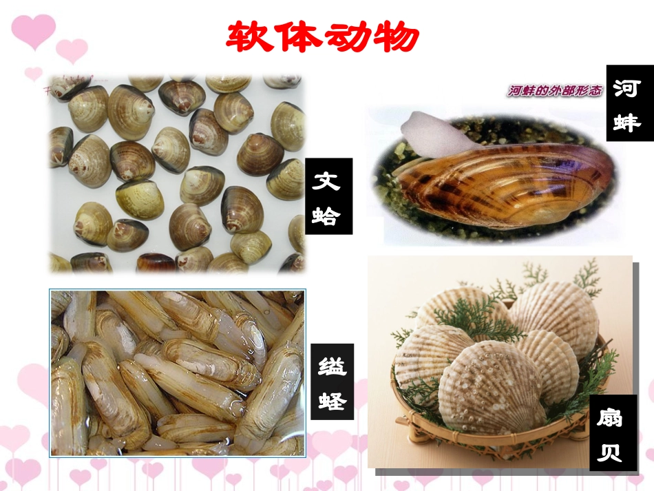 软体动物和节肢动物_第2页