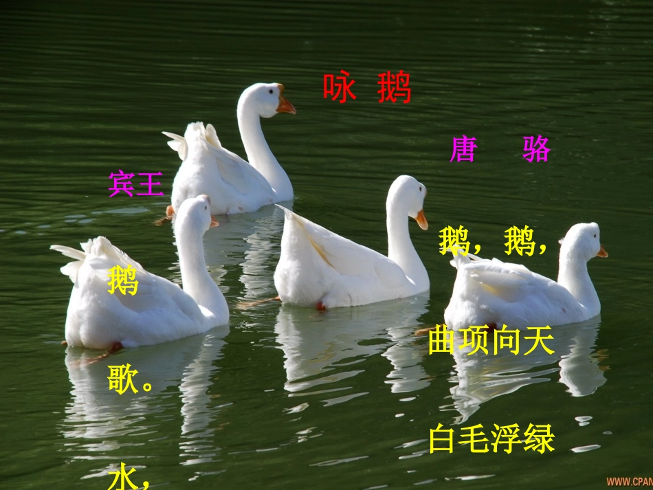 白鹅第一课时课件_第2页