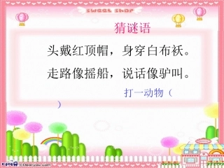 白鹅第一课时课件