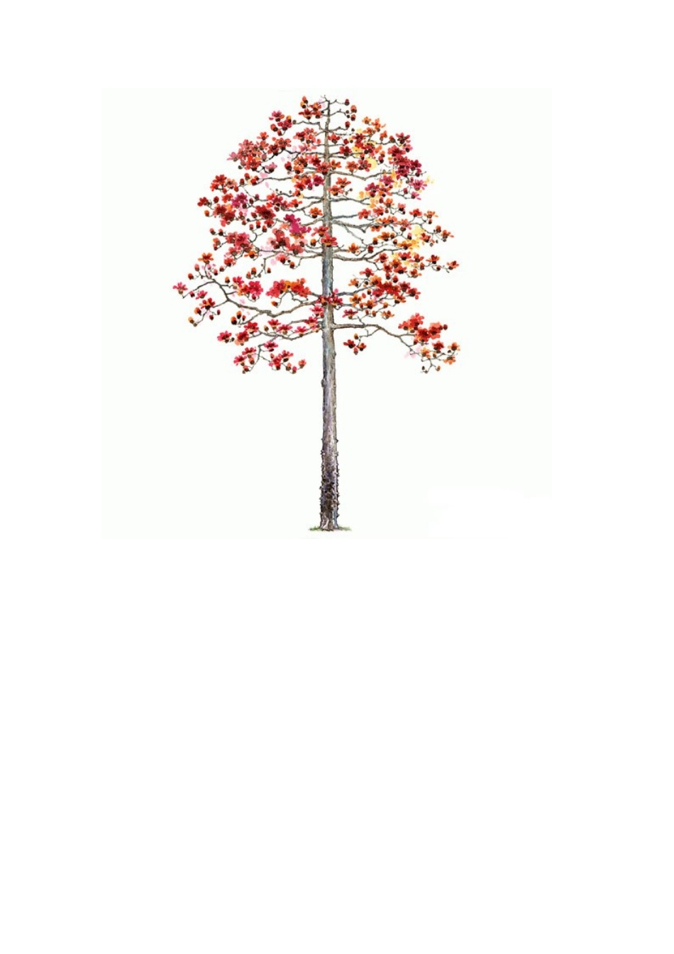 手绘植物立面(经典)_第3页