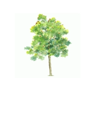 手绘植物立面(经典)