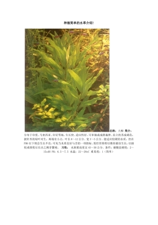 种植简单的水草介绍