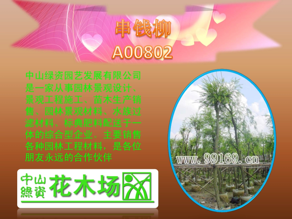 苗木,绿化工程,广东花木之垂柳,串钱柳,垂榕,大叶杜英介绍_第2页