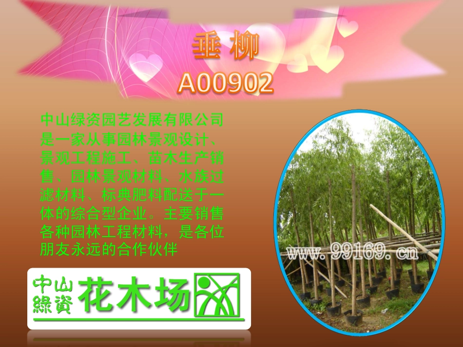苗木,绿化工程,广东花木之垂柳,串钱柳,垂榕,大叶杜英介绍_第3页