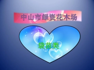 苗木,绿化工程,广东花木之垂柳,串钱柳,垂榕,大叶杜英介绍