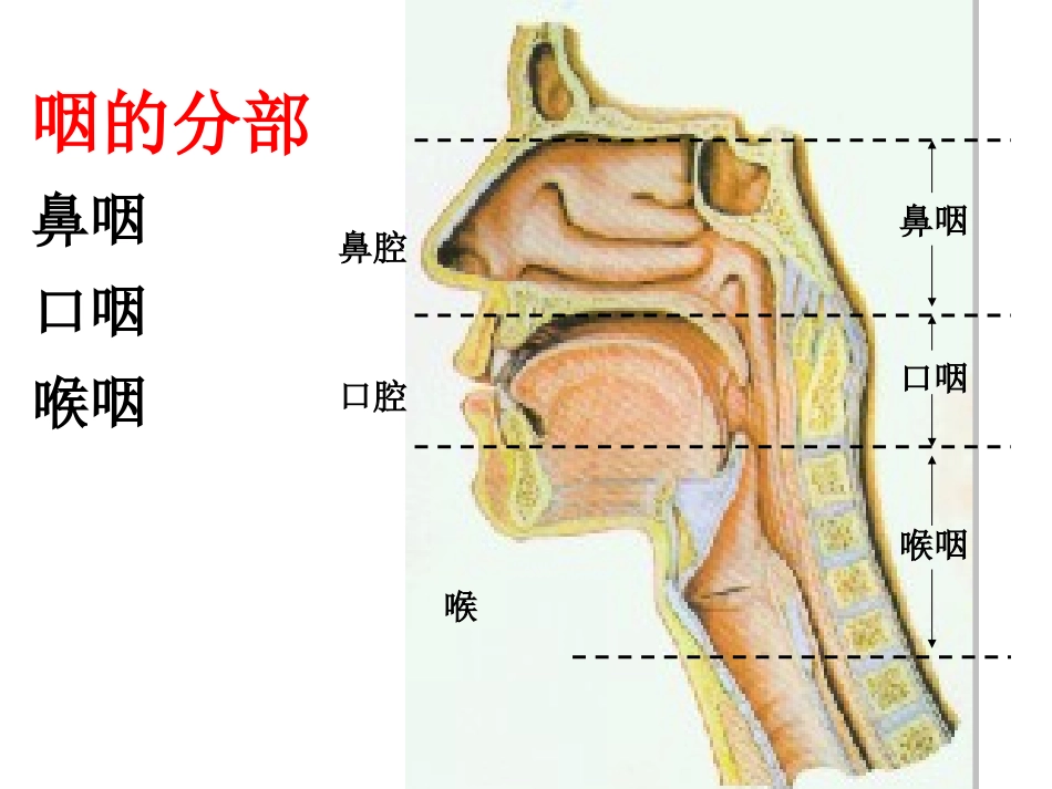 咽的解剖生理及生理咽炎_第3页