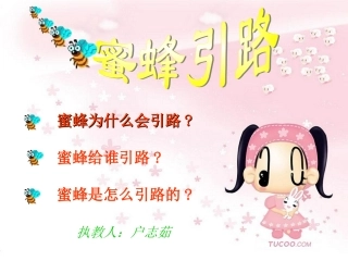 蜜蜂引路曦的公开课课件