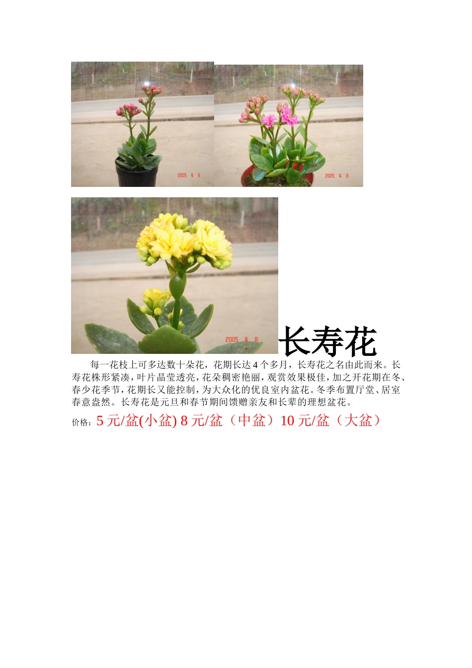 花卉销售及价格_第1页