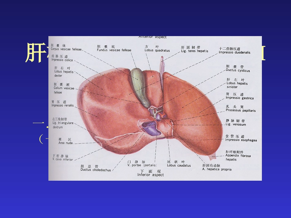 肝横断层解剖及CT_第1页