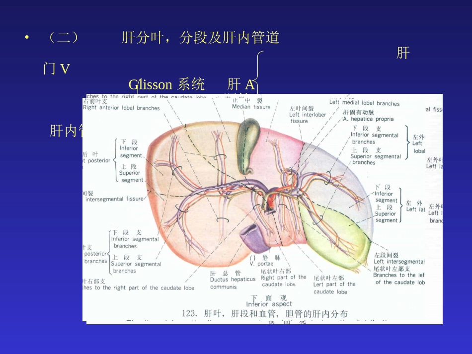 肝横断层解剖及CT_第2页