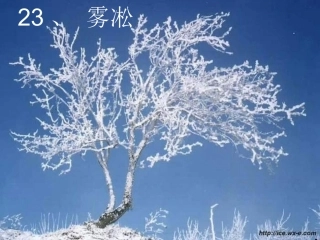 四年级上苏教版《雾凇》课件1