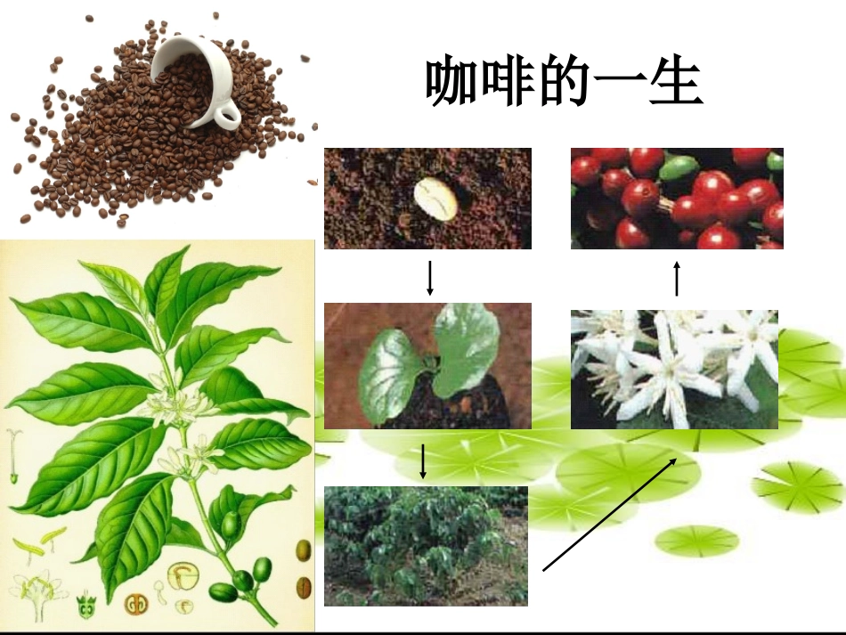 高乐雅咖啡物语_第3页