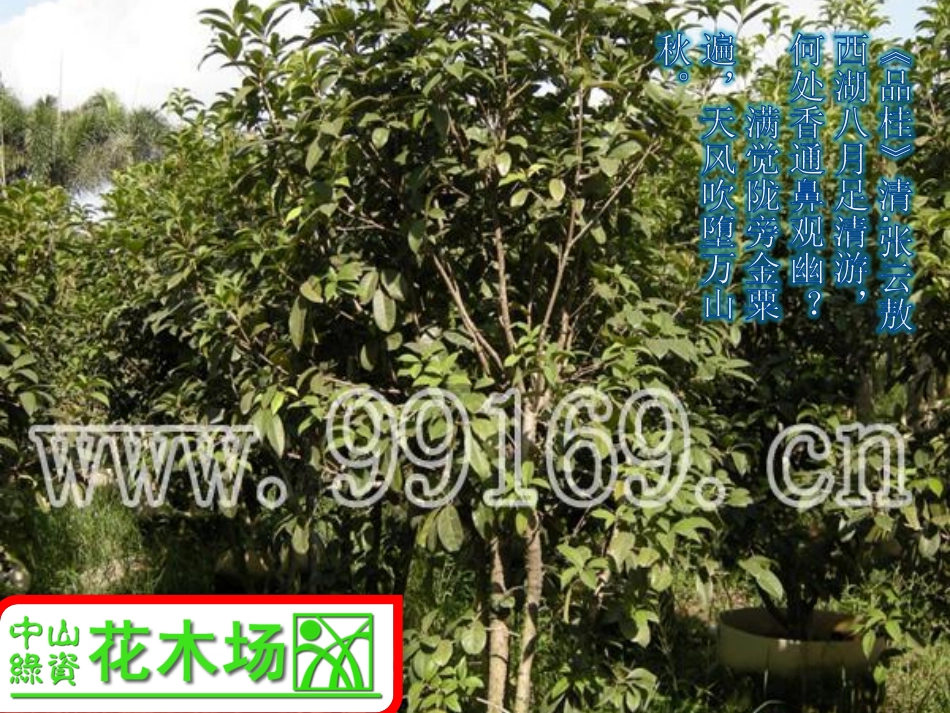 广东花木,苗木,绿化工程,园林绿化之桂花诗图_第3页