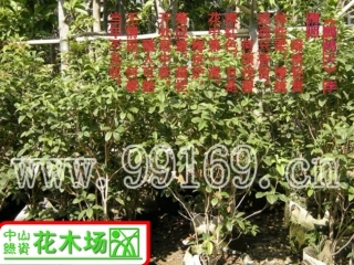 广东花木,苗木,绿化工程,园林绿化之桂花诗图