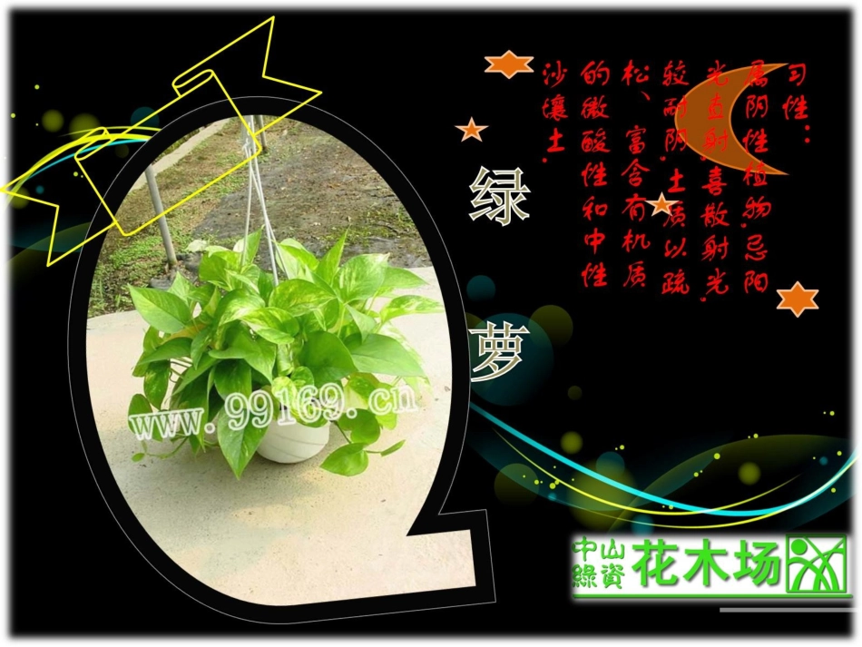 绿萝,马尾铁,蔓绿绒,密叶朱蕉,七彩竹芋,肉桂之苗木,园林,广东花木11_第2页