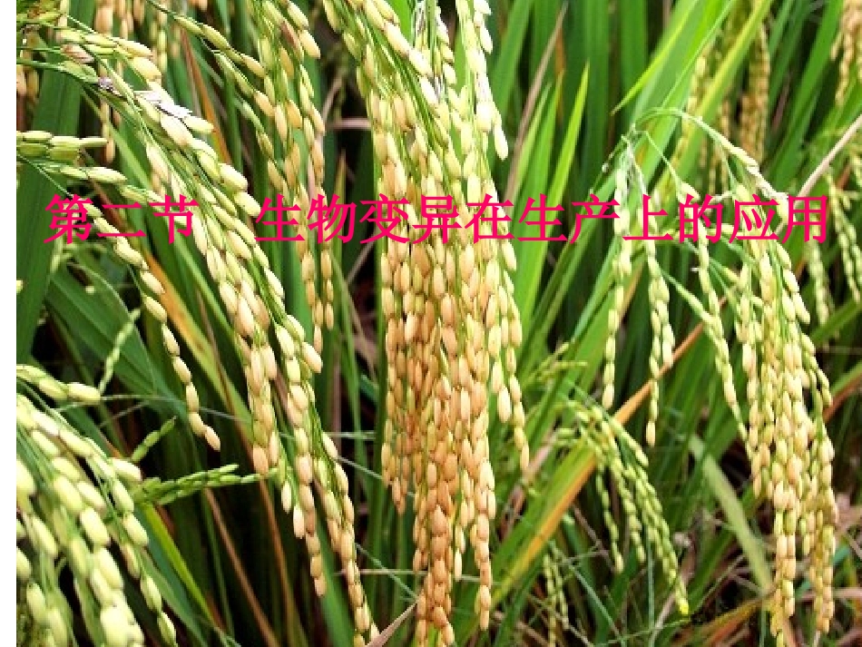 高二生物《第四章第2节生物变异在生产上的应用》课件_第1页