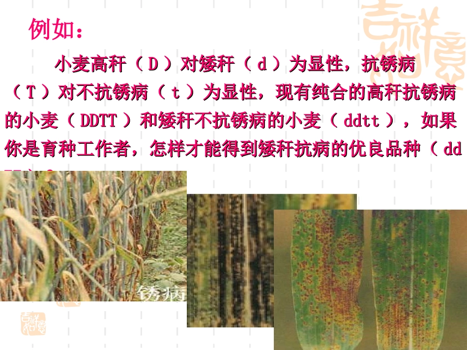 高二生物《第四章第2节生物变异在生产上的应用》课件_第3页