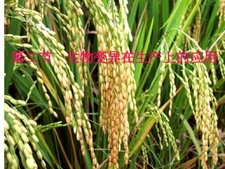 高二生物《第四章第2节生物变异在生产上的应用》课件