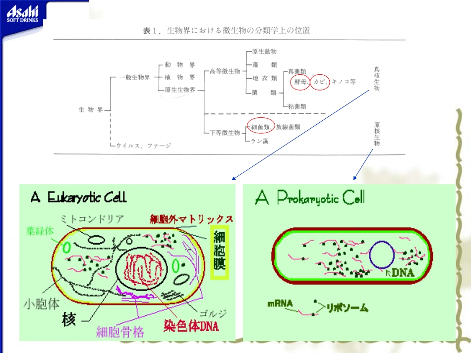 微生物基础知识_第3页