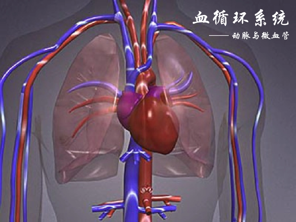 血循环系统——动脉与微小血管_第1页