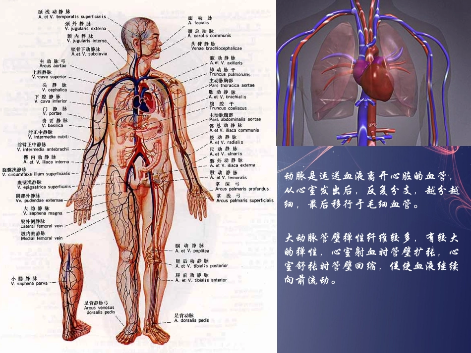 血循环系统——动脉与微小血管_第3页