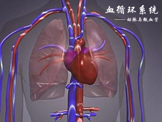 血循环系统——动脉与微小血管