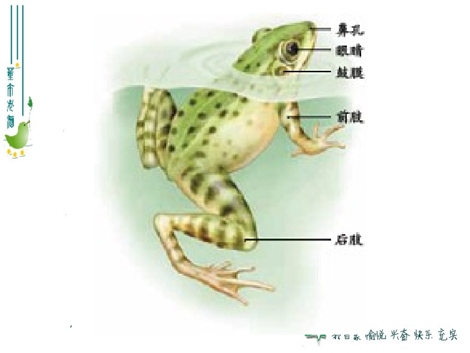 人教版第一章_第五节_两栖动物和爬行动物_第3页