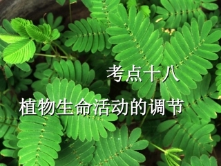 高三生物复习-  植物生命活动的调节