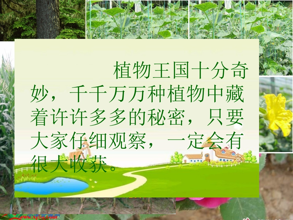 《植物妈妈有办法》_第2页
